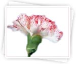 Description: http://women.kapook.com/wp-content/uploads/2009/04/flower20carnation.jpg