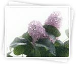 Description: http://women.kapook.com/wp-content/uploads/2009/04/flower-lilac.jpg